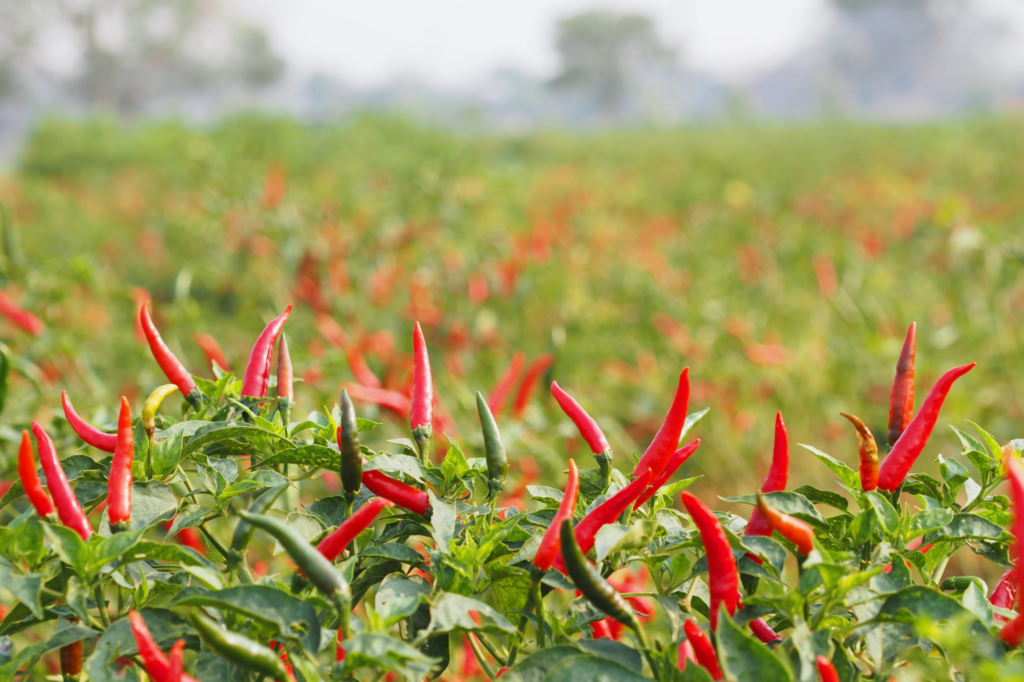 red chilli feild